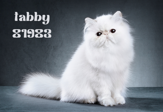 tabby81983
